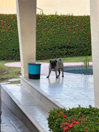 The photograph shows a pug dog standing on a light-colored tile patio in an outdoor setting. The dog is facing the viewer with its head slightly tilted. Behind the dog, there is a wall covered in dense green vegetation with small red flowers. To the right of the dog, there's a round blue and black object resting on the patio border. The area appears to be a backyard or garden, as suggested by the presence of the pool with a border design, which indicates this image was taken in Acapulco, Mexico. The photo is taken from an elevated or partially obstructed view, possibly from within a covered structure, as suggested by the shadowed architectural elements.