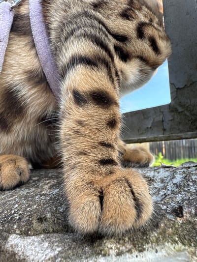 The image shows a close-up of a tabby cat's paw resting on a rough, textured surface, likely concrete or stone. The cat has distinctive dark stripes against a golden-brown background fur. A light purple harness is visible around the cat's body. In the background, through a gap in a weathered, possibly metal or concrete structure, a bright blue sky and some greenery, suggesting an outdoor setting. The overall scene is a detailed focus on the cat's paw and immediate surroundings, with a hint of the wider environment. The image does not contain any information that would indicate its location in Rzhev, Russia.