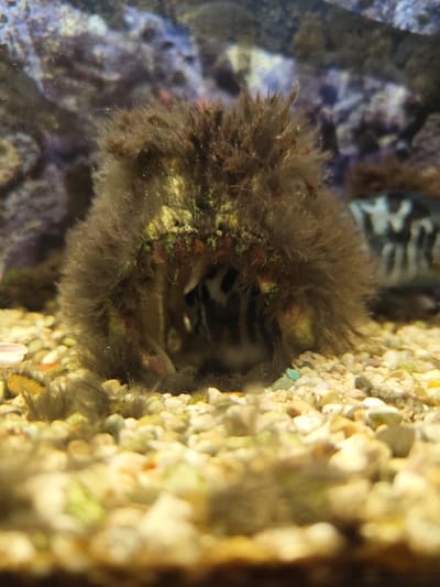 This is a close-up, eye-level shot of the bottom of an aquarium, with a focus on a submerged, fuzzy, dark brown structure in the center. This structure appears to be a hollowed-out rock or decoration covered in algae or plant growth, with a small opening in the front. Inside the opening, a portion of a fish with black and white stripes is visible, partially obscured. The background is blurry, showing rocks, some of which are colored purple and blue, and more of the fuzzy plant-like growth. The substrate of the aquarium is made up of small, multi-colored pebbles. There is no visible text. The scene appears to be an underwater environment, likely a freshwater aquarium given the pebble substrate and the general appearance of the decor. The lighting is dim, typical of an aquarium setting. No people or specific activities are depicted, other than the presence of the fish within the structure.