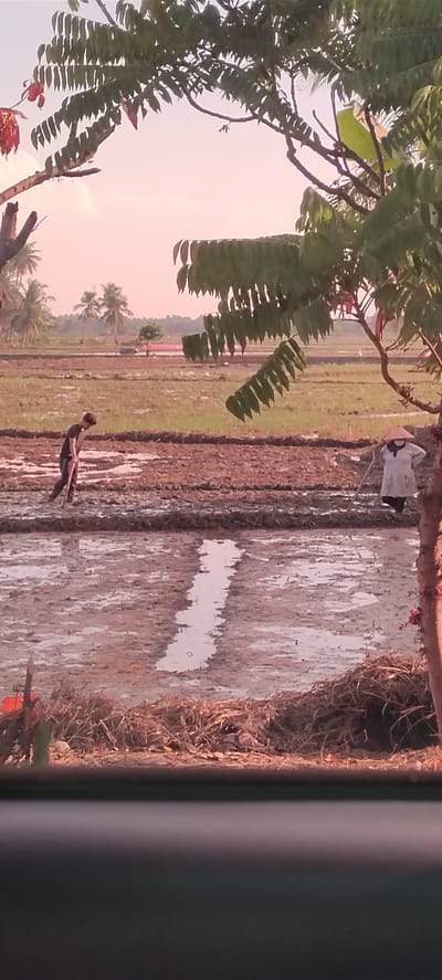 In Peurupok, Indonesia, a young man is working in a flooded rice paddy, using a tool to till the mud. He is wearing a dark t-shirt and athletic shorts. In the background, another person, possibly a woman wearing a conical hat and a white top, is also working in a rice paddy. The rice paddies are muddy and partially submerged with water, reflecting the soft light of a pastel-colored sky. Palm trees are visible in the distance, suggesting a tropical or subtropical climate. The foreground is framed by branches of a tree with lush green leaves, some of which are tinted red. The overall scene depicts agricultural labor in a rural Indonesian setting.