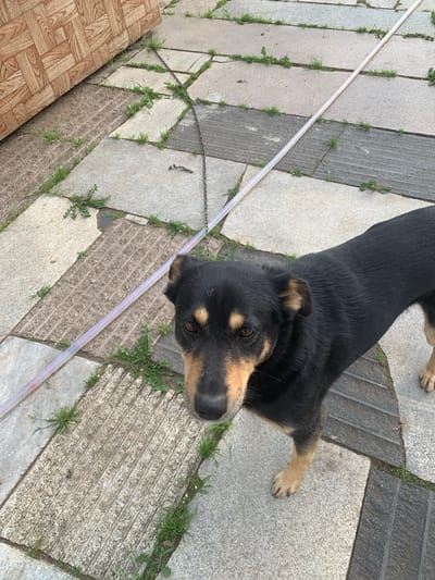 A medium-sized, black and tan dog stands on a tiled patio with sparse weeds growing between the tiles. The dog is facing the camera, with its head slightly tilted. A clear plastic tube runs diagonally across the patio, passing in front of the dog. To the left of the patio, a section of what appears to be a wooden panel leans against the ground. The scene is outdoors and appears to be in a residential area. There are no people visible in the image. The location is identified as Карманово, Russia.