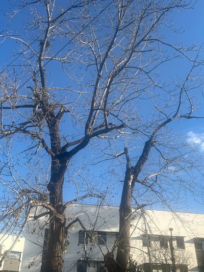 The image shows two bare deciduous trees silhouetted against a clear blue sky with a few wisps of white clouds. The trees have intricate branch structures, with small buds visible on many of the twigs, suggesting the approach of spring. In the background, a modern white building with several windows is visible, partially obscured by the trees. The building's architecture appears to be contemporary, with clean lines and large glass panes. The lighting suggests it is daytime, likely late morning or early afternoon, with sunlight casting some shadows. There are no people or animals visible in the image. The scene is serene and urban, with the natural elements of the trees contrasting with the man-made structure. The location is identified as Pretoria, South Africa.