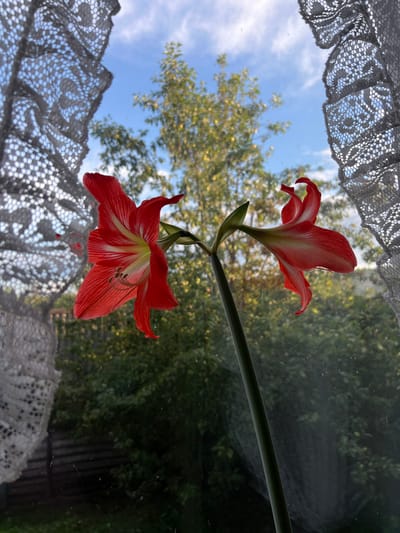 An amaryllis flower with red and white petals is in full bloom, positioned in the foreground against a window. The flower is captured in profile, with one bloom facing left and another to the right. Behind the flower, through the windowpane, a lush green garden is visible under a bright blue sky dotted with white clouds. Two pieces of white lace curtain frame the scene on either side. The image appears to have been taken indoors, with the amaryllis plant on a windowsill, looking out onto an outdoor environment. The location is identified as Yakshur-Bod'ya, Russia.