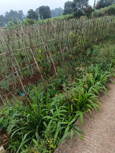 A rural agricultural scene showcases a field of cultivated scallions supported by a bamboo frame structure. Lush green foliage, including grasses and leafy plants, borders a concrete path, creating a natural edge. Beyond the field, a backdrop of trees and a misty sky suggest a high-altitude or mountainous location. The overall impression is one of a small-scale, traditional farming practice.