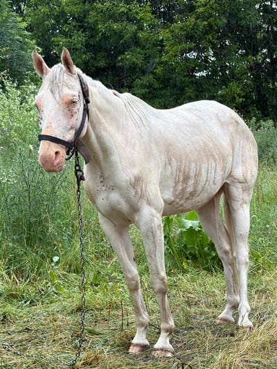 A pale, possibly albino horse stands in a grassy field with trees and vegetation in the background. The horse is wearing a halter and a chain lead. It appears to be raining, with visible water droplets in the air. There are flies on the horse's face and body. The horse's coat has distinct markings that appear to be dirt or mud stains. The setting is outdoors, in a rural or natural environment, consistent with the Museum of Folk Architecture and Life of Ukraine (Pyrohiv) which is located on the outskirts of Kyiv.