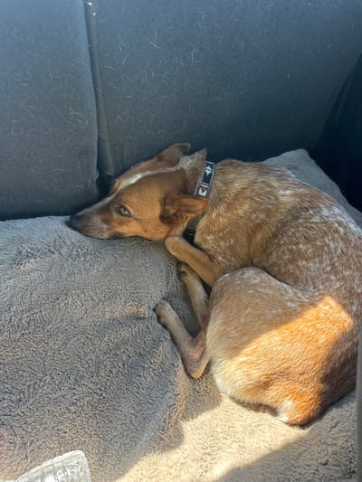 A reddish-brown and white speckled dog, identified by its ticking patterns, is observed curled up and resting on a grey, plush pet bed within the rear passenger compartment of a vehicle. The dog's head is resting on the bed, and its brown eyes are open, directed towards the left side of the frame. It wears a dark collar featuring a repeating pattern of white and red geometric triangles. The background consists of dark grey fabric upholstery, consistent with vehicle seatbacks, which are visibly covered with light-colored animal hair. Direct sunlight enters from the right, illuminating the dog's back and the right portion of the pet bed, creating a strong contrast with shadowed areas. A clear, ribbed plastic object is partially visible in the lower-left corner. The scene is located in a vehicle in Rancho Murieta, United States.