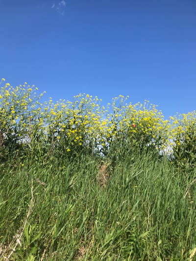 A ground-level shot depicts a field edge in Petrykiv, Ukraine. Bright green grasses and a bush of yellow wildflowers dominate the foreground and right side of the frame. The clear, blue sky fills the left side. A single red object, possibly a ladybug or small fruit, is visible among the yellow flowers. No people are present. The image suggests a sunny, outdoor environment.