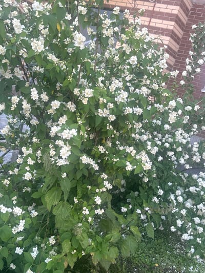 The image shows a close-up view of a dense shrub with numerous small, white flowers and green leaves. The flowers appear to be clustered in bunches and are the dominant feature of the shrub. Some of the flowers are fully open, while others are still in bud. The leaves are a vibrant green and are spread throughout the branches, providing a backdrop for the blossoms. The lighting suggests it is daytime, possibly morning or late afternoon, given the soft quality of the light and the lack of harsh shadows. The setting appears to be outdoors, with hints of a brick wall visible in the upper left corner of the frame, suggesting a garden or yard environment. There is no text visible in the image. The overall impression is one of natural beauty and abundance, with the focus being entirely on the blooming plant. The flowers are delicate and numerous, creating a lush and visually appealing display. The background is largely obscured by the shrub itself, emphasizing the plant's growth.