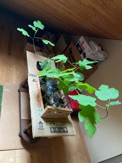 This image, captured in Courpière, France, presents an indoor scene featuring several young fig plants. The image itself appears to be rotated 90 degrees clockwise. When viewed upright, it shows light brown wooden floorboards, with light-colored walls in the background.
The central subjects are a collection of fig plants, easily identifiable by their large, lobed green leaves. These plants are potted in numerous small containers, which are arranged inside a cardboard box. This box bears the text "Delizia" and "UVA ITALIA DI CANICATTI'", suggesting a brand or origin related to Italian grapes, despite containing fig plants. This plant-filled box sits on a larger, flat piece of cardboard. This cardboard, in turn, covers a small, dark brown wooden table with ornate legs and caster wheels, which are partially visible underneath. The larger cardboard piece includes a "FRAGILE" sticker, an "UP" arrow, and text in multiple languages: "Electronic Equipment / Equipo electrónico / Équipement électronique".
To the left of the table, a stack of various cardboard boxes is visible. One box is labeled "JUMBO" and "DO IT-DECO GAR", while another higher in the stack shows "WEBER" and "GO-ANYWHERE," possibly packaging for a barbecue grill. Some crumpled white material and part of a red object are also visible among these stacked items.
The scene depicts a storage or temporary holding area, likely for plant propagation or staging before planting. The room appears to be lit by natural daylight. There are no people present, and no specific activity is actively taking place; it is a static display of plants and storage items.