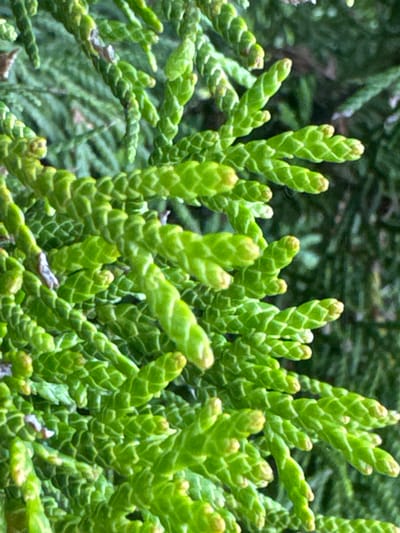 The image is a close-up, macro photograph of bright green, scale-like foliage, likely from a coniferous tree such as a cedar or cypress. The leaves are tightly packed and layered, forming textured, segmented strands that curve and twist. The lighting is bright, highlighting the vibrant green color and the intricate details of the leaf structure, with some hints of lighter green at the tips of the new growth. The background is a blur of darker green, suggesting more foliage or a shaded area of the plant. The overall impression is one of lush, healthy vegetation. There is no indication of human presence or any elements that would place this image specifically in Gvardeysk, Russia.
