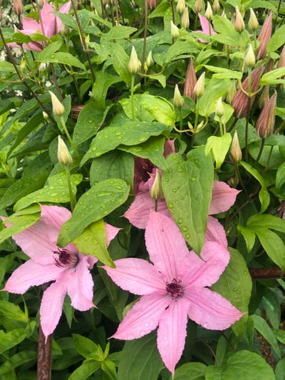 The image depicts a close-up view of a flowering clematis plant with pink blossoms and numerous buds. The foliage is lush green and appears to be wet, with many water droplets visible on the leaves, suggesting recent rain or watering. The clematis is growing in a garden setting. The image does not provide any specific location details within Zhukovo, Russia. There are no people or animals visible in the frame. The focus is entirely on the plant's flowers, buds, and leaves. The overall impression is one of natural beauty and the freshness of a garden after rain.