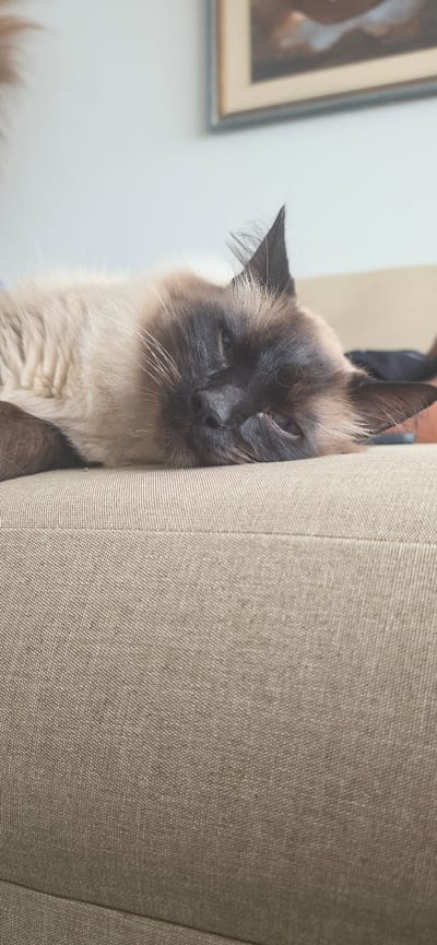 A close-up, head-on shot captures a Siamese cat lying on a textured, beige sofa. The cat's face is partially obscured as it rests on its side, with its head turned towards the viewer. The cat has characteristic Siamese coloring, with a darker face and ears, and lighter fur on its body. Its eyes are partially closed, suggesting it is drowsy or sleeping. The background is blurred, but a framed picture can be seen on the wall behind the cat. The sofa's fabric exhibits a visible weave pattern.