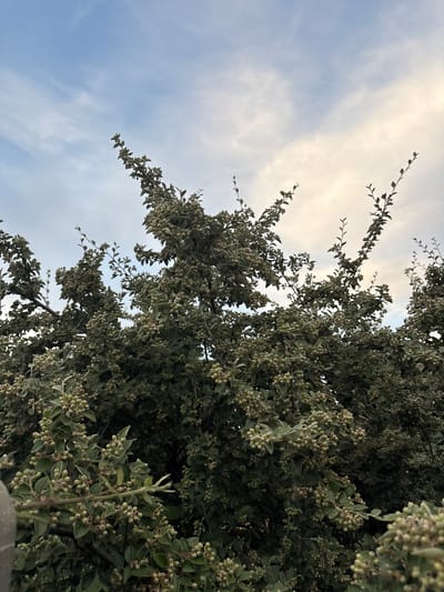 A low-angle, medium shot captures a dense, leafy shrub with numerous small, light green buds against a pale blue sky with scattered wispy clouds. The shrub fills the majority of the frame, with its branches reaching upwards. In the lower left corner, a portion of a grey, rough-textured wall is visible. The image does not contain any people or indicate a specific location within Chelmsford, United Kingdom.