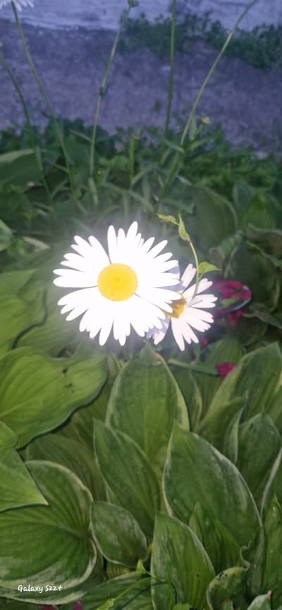 The image features two white daisies with yellow centers, surrounded by lush green foliage. The daisies are the main subjects, with one prominently displayed in the foreground and another slightly out of focus behind it. The background consists of large, broad green leaves, characteristic of hostas, with some hints of pink or purple flowers peeking through. A thin, wispy vine with small green leaves extends from the upper left towards the daisies. The ground in the far left appears to be a gravel path. The lighting suggests it is daytime, possibly late afternoon or early morning due to the gentle sunlight and soft shadows. There are no people or specific events depicted. The overall scene is one of a serene garden setting in Myski, Russia. A faint watermark in the bottom right corner reads "Galaxy S22+".