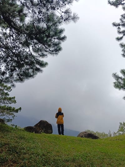 A person in a yellow and black jacket stands on a grassy hilltop, facing away from the viewer. Pine trees frame the top of the image and the left side. Two large rocks are on the hilltop. The background is a gray sky with low-lying clouds obscuring distant mountains. The scene evokes a sense of solitude and contemplation in nature.