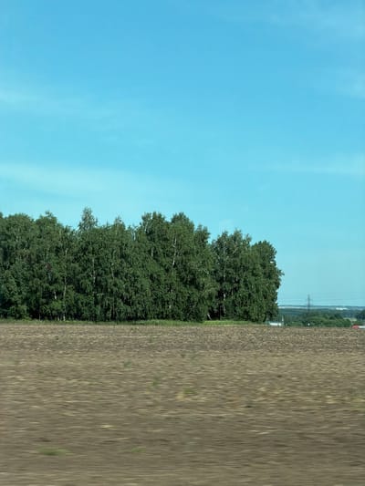 The image depicts a pastoral scene with a band of dense green trees dominating the middle ground, set against a clear, pale blue sky. In the foreground, a field of dry, tilled earth exhibits horizontal motion blur, suggesting the photograph was taken from a moving vehicle. The trees, appearing to be a mix of deciduous varieties, are lush and full, with some lighter-colored trunks, possibly birch, visible amongst the foliage. In the distance, beyond the trees and the field, a faint line of distant vegetation can be seen, along with a power line tower and what appear to be structures. The overall impression is of a rural or semi-rural landscape under a bright sky. This image is likely located outside of Yevsino, Russia, and shows a natural landscape with agricultural elements.