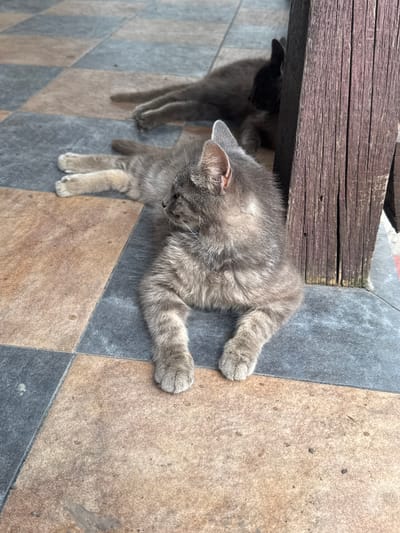 Two grey tabby cats are on a tiled floor. One cat is in the foreground, lying on its side with its head turned to the left. It has its front paws extended forward, and its back legs are tucked beneath it. The other cat is in the background, partially hidden by the foreground cat, and appears to be standing. Both cats are grey with darker tabby markings. They are under a wooden structure, possibly a deck or a bench. The floor is tiled with large square tiles in shades of grey, tan, and brown, arranged in a diagonal pattern. The lighting suggests it is daytime, with sunlight casting shadows. The scene appears to be outdoors, likely in a residential area, given the presence of a wooden structure and tiled patio. There is no visible text in the image. The overall mood is relaxed, with the cats appearing to be resting or playing.