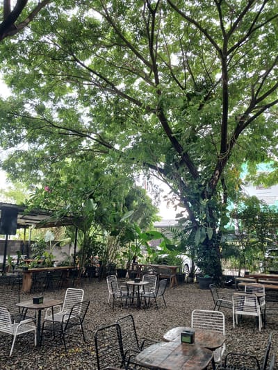 The image depicts an outdoor seating area of a cafe, likely located in Bireuen, Indonesia, as indicated by the presence of tropical vegetation and architectural style. The scene is dominated by a large, mature tree with lush green foliage providing ample shade over the seating area. The ground is covered with small, grey pebbles.
Scattered across the pebble ground are numerous tables and chairs. Many of the chairs are made of metal with a wire or slatted design, in white, black, and a dark metallic color. Several tables are visible, some circular and others rectangular, made of wood with metal legs. On some tables, there are small, dark-colored boxes, possibly napkin dispensers or coasters.
In the background, there are indications of other structures and vegetation. To the left, a covered area with a dark roof supported by poles can be seen, along with some industrial-looking equipment, possibly speakers or lighting. Beyond that, a grey concrete wall is visible. Further back, more dense tropical plants, including large-leafed varieties, are present. A white vehicle is partially visible in the distance, suggesting it's parked or driving past the cafe. To the right, a building with light green walls and windows can be seen, along with more greenery. The overall atmosphere is casual and relaxed, suggesting a place for outdoor dining or socializing. There are no people visible in the image.