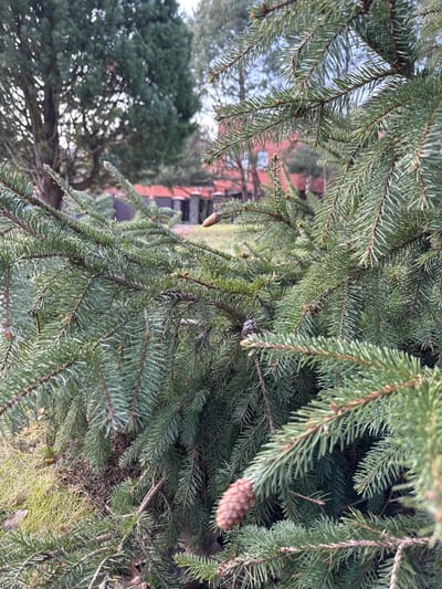 The image presents a close-up view of the dense, green branches and needles of an evergreen tree, likely a spruce or fir. The foliage dominates the foreground and midground, showcasing the tree's intricate texture. Several light brown pinecones are visible nestled among the needles, with one particularly distinct cone in the middle-right section of the frame.

Through the gaps in the evergreen branches, a blurred background reveals more of the surrounding environment. On the left side, other trees, possibly deciduous and in a state of winter dormancy or early spring, are visible. To the right, a multi-story building constructed from reddish-brown brick can be seen in the distance, featuring several windows. This structure suggests a residential or institutional presence. Patches of green grass and some dry, earthy ground are also visible towards the bottom of the frame, underneath the main tree.

The scene is bathed in soft, diffused daylight, indicating an overcast sky or indirect sunlight, which creates an even illumination without harsh shadows. The overall impression is one of a serene natural setting, with subtle hints of human habitation in the background. No specific activity is depicted, and no text is visible. The scene is consistent with an outdoor location in Plyuty, Ukraine, featuring natural flora alongside distant man-made structures.