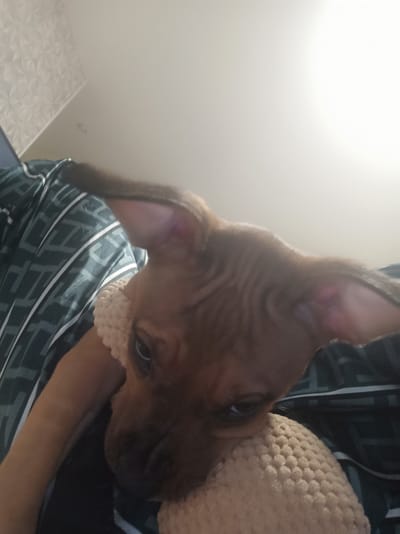 The image shows a close-up of a small, brown dog resting on a bed with patterned bedding. The dog is facing the camera with its head tilted and resting on a beige, textured object, possibly a toy or a pillow. The dog's ears are prominent and slightly folded. The background consists of a wall with a textured pattern and a bright light source, suggesting an indoor environment. The location in Asbest, Russia, is not discernible from the visual information provided in the image.