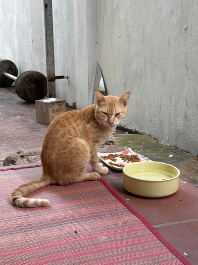 An orange tabby cat is sitting on a red and pink woven mat next to a white dish filled with dry cat food and a yellow bowl of water. The cat is facing the camera with its eyes partially closed. The background consists of a grey concrete wall and a paved area with some debris. In the background, to the left, are two large, dark, round objects that appear to be weights, along with a metal pole. This scene is likely in a less-maintained outdoor area, possibly a courtyard or alleyway, in Siem Reap, Cambodia.