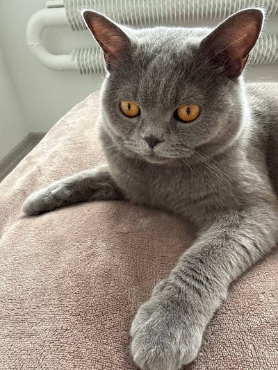 The media file shows a close-up, overhead view of a grey British Shorthair cat lying on a textured, taupe-colored surface, likely a blanket or bedspread. The cat is positioned diagonally across the frame, with its head tilted upwards and to the right. Its large, round eyes are a striking amber color and are wide open, looking directly at the camera. The cat's ears are prominent, one slightly angled forward and the other turned back. Its fur is a solid grey, appearing soft and dense. The cat's front paws are visible, one extended upwards and the other resting near its body.
In the background, to the right of the cat, a white radiator with ribbed sections is visible. The radiator is U-shaped, suggesting it might be part of a larger heating system. The wall behind the radiator appears to be white or a very light color. The lighting suggests it is daytime, with natural light illuminating the scene, creating some soft shadows. The overall impression is one of a relaxed and attentive pet in a domestic setting. There is no visible text in the media file.