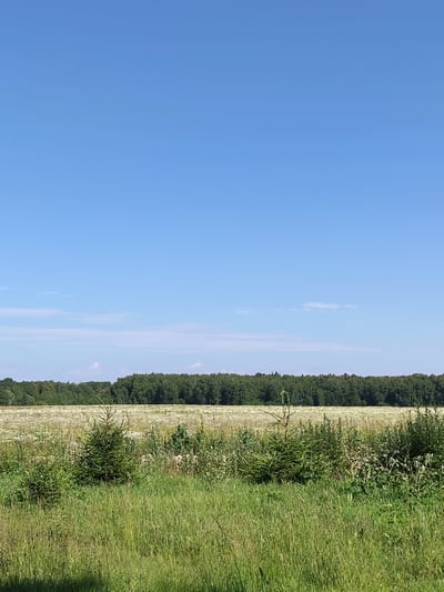 This is a landscape photograph taken on a clear, sunny day in Melikhovo, Russia. The scene depicts a vast, open field dotted with white wildflowers, stretching towards a dense line of green trees in the distance. In the foreground, tall green grass and a few small evergreen saplings create a natural border. The sky is a brilliant, cloudless blue, dominating the upper half of the image and suggesting fair weather, likely midday given the bright lighting. There are no people or man-made objects visible, emphasizing the natural and serene setting. The overall impression is one of tranquility and the beauty of a rural summer landscape.