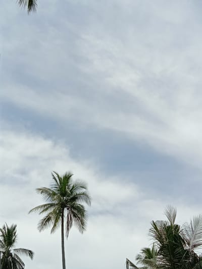 The image depicts a view of the sky with several palm trees visible from below. The sky is overcast with layers of clouds. Palm trees are seen in the lower left, center, and lower right of the image. The location is implied to be in Blangkarieng, Indonesia.