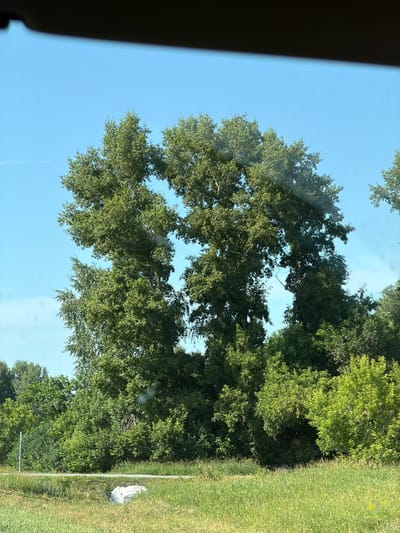 The image shows a view of trees against a clear blue sky, seen through a reflective surface, possibly a car window, which is indicated by the dark horizontal band at the top. In the foreground, there is a grassy area with a white object, possibly a rock or debris, and a thin road or path. Behind the grassy area, a dense line of trees and bushes forms the background. The main focus is on a cluster of tall, leafy trees in the center, with two particularly prominent trees that appear to have grown together, forming an archway-like gap between them. The location is identified as Bezmenovo, Russia.