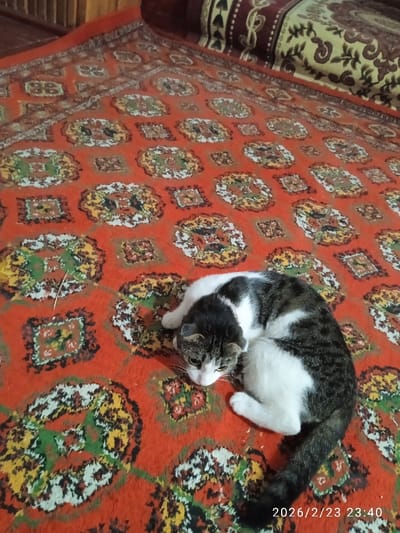 The image features a domestic cat lying on a patterned rug in what appears to be an indoor setting.
The main subject is a medium-sized cat with a bicolored coat. Its fur is predominantly white on its belly, chest, and parts of its legs, while its back, head, and tail are covered in a dark tabby pattern, likely a mix of black and gray stripes. The cat is curled up, resting on its right side, with its head facing towards the bottom left of the frame. Its front paws are tucked under its chest, and its tail is curled around its body. The cat's ears appear slightly flattened against its head, and its eyes are directed downwards or gently forward. Long, prominent whiskers are visible around its snout.
The cat is positioned on a vibrant red rug or carpet. The rug features a repetitive pattern composed of large, ornate circular motifs interspersed with smaller square or rectangular designs. These patterns are rendered in various colors, including shades of yellow, green, white, and dark brown or black, creating a traditional or oriental aesthetic. Some lighter, straw-like debris or fluff is visible on the rug to the left of the cat.
In the upper portion of the image, particularly towards the top right, another piece of fabric with a different pattern is visible, possibly a cushion, pillow, or part of a piece of furniture. This fabric has a lighter, creamy or beige background with darker, intricate designs. A wooden border or piece of furniture can also be seen along the top left edge of the frame.
The lighting in the image suggests an indoor, artificial light source, consistent with the timestamp indicating late evening.
In the bottom right corner of the image, a timestamp is visible, reading "2026/2/23 23:40". The overall scene conveys a calm and domestic atmosphere.