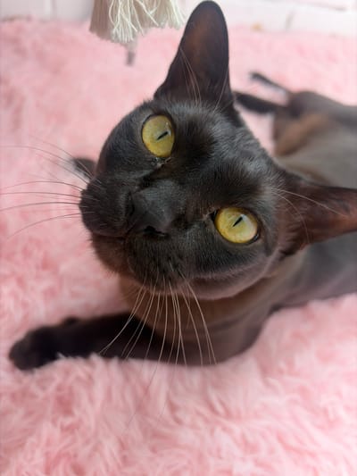 An extreme close-up, eye-level, vertical shot captures a black cat with striking yellow eyes resting on a fluffy pink surface. The cat's head is tilted upwards, looking directly at the camera. Its dark fur contrasts sharply with its bright irises. The pink surface appears to be a soft, textured fabric, possibly a blanket or bed. In the upper portion of the frame, a small white tassel hangs down. The background is softly blurred, emphasizing the cat as the primary subject. There are no people or other animals visible in the frame. The scene is domestic and peaceful.
