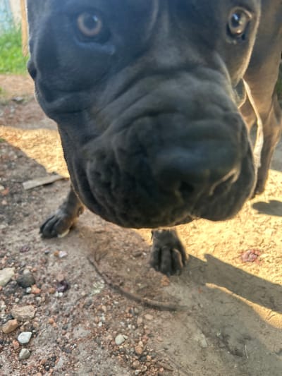 A close-up, low-angle shot captures the face of a dark-colored dog in Malyi Trostianets, Ukraine. The dog's head fills most of the frame, with its snout and lower face prominently featured. Sunlight casts a warm glow on the ground, illuminating pebbles, dirt, and a small, red object that appears to be organic material. The dog's fur is short and appears to be a deep gray or black. Its left eye is visible, with a visible pupil and iris. The background is blurred, showing hints of green foliage and the textured ground.