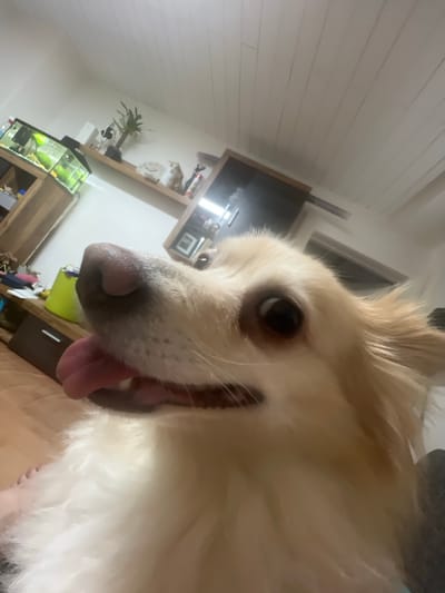 The image shows a close-up of a light-colored dog, likely a Pomeranian mix, with its tongue hanging out. The dog's snout and eye are in sharp focus, while the background is blurred. The background suggests an indoor setting, possibly a living room, with a ceiling made of white planks, a shelf with a plant and decorative items, and a portion of a wooden cabinet with an aquarium on top. The aquarium contains green plants and what appear to be fish. There is also a bright green bucket visible on the cabinet. The overall lighting suggests it is evening or nighttime. There is no indication of the specific location in Augsburg, Germany.