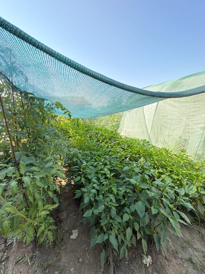 The image shows a garden in Dolni Dabnik, Bulgaria, covered by a green net and translucent sheeting, likely for protection from the sun or pests. The garden bed is filled with lush green plants, possibly vegetables like tomatoes and peppers, growing in dark soil. The sky above is clear and blue, indicating a sunny day. There are no people or animals visible in the scene. The overall impression is one of a well-maintained agricultural space.