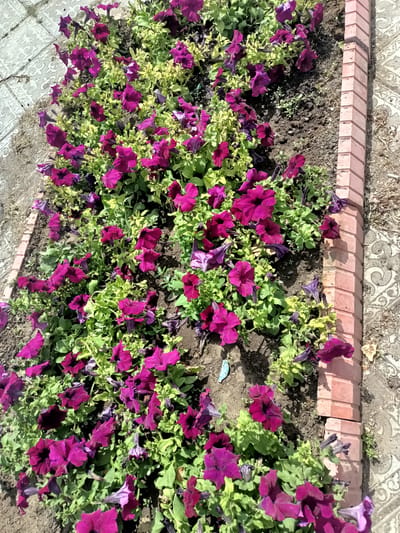 The image shows a close-up, high-angle view of a flower bed filled with vibrant purple petunias. The flowers are densely packed, with some in full bloom and others in bud. Their deep purple petals contrast with the light green foliage. The flower bed is bordered on the right by a brick edging made of pinkish-red bricks. Beyond the flower bed, on the left and right sides of the frame, is a patterned tiled surface. The tiles are light gray with an intricate, repeating design. The scene appears to be outdoors, and the lighting suggests it is daytime. There are no people visible in the image. The overall impression is of a well-maintained garden area.