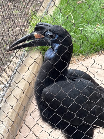 A large, black bird, identified as a Ground Hornbill, is captured through the intricate pattern of a wire mesh fence in this photograph. The image is oriented such that the bird is seen from a slightly elevated perspective, looking downwards and to the left.
The bird itself is predominantly covered in dark, almost entirely black, feathers. A striking feature is the bare skin around its head and upper neck, which is a vivid blue or purplish color, contrasting sharply with its dark plumage. Its eye is dark and beady, blending into the surrounding bare skin. The bird possesses a prominent, large, dark-colored beak that curves downwards. A notable detail on the upper part of the beak, near the base and where it meets the head, is a distinct reddish-brown patch.
The wire mesh fence, composed of interwoven metal wires forming diamond-shaped openings, is in sharp focus in the foreground, indicating the proximity of the camera to the enclosure. Through the mesh, beyond the bird, patches of lush green grass are visible, suggesting an outdoor setting. Another part of the background shows a light-colored concrete or paved surface, which forms part of the bird's habitat.
The overall impression is that of a bird in an aviary or zoo enclosure, observed during the daytime under natural lighting conditions. The bird appears to be calmly standing or possibly foraging on the ground, with its head slightly lowered. There are no human figures or discernible text present in the image.