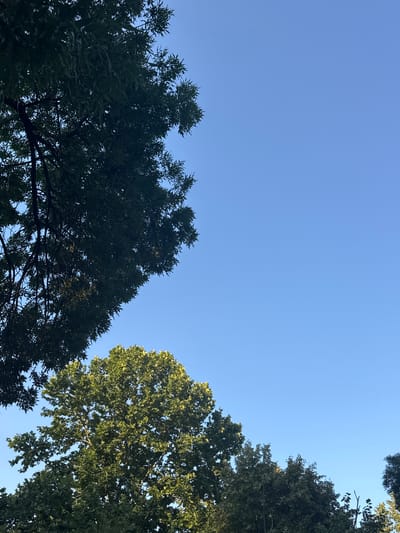 This media file captures an upward view of a clear blue sky with the tops of trees framing the scene. Two distinct types of trees are visible. On the left, a dense, dark green tree with narrow leaves dominates the lower portion of the image, its branches reaching upwards. On the right, a tree with lighter green foliage and broader leaves is illuminated by sunlight, creating a contrast in color and texture. The sun appears to be positioned to the right, casting light on the foliage of the right-hand tree and creating dappled shadows within its canopy. The sky is cloudless and a vibrant blue, suggesting a sunny day. The perspective implies that the viewer is standing beneath these trees, looking up. There is no text visible in the image. The scene is natural and peaceful, evoking a sense of being outdoors on a pleasant day. The location context indicates this is likely a park or a residential area with mature trees in Cukarica Urban Municipality, Serbia. The time of day appears to be late morning or afternoon, given the bright, clear sky and the angle of the sunlight.