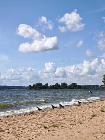 A birds-eye view shot shows a beach area with a body of water and a wooded shoreline. The water is choppy, with several waves breaking on the sandy shore. There are four birds standing on the sand near the water's edge, and one bird flying over the water. The sky is blue with scattered white clouds. In the distance, there is a tree-lined shore with a few buildings visible. There are no people visible in the image.