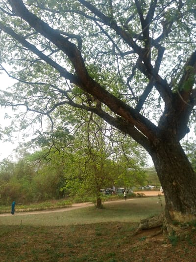 This image depicts an outdoor environment in Alabata, Nigeria, under a bright, likely overcast sky. A large tree with a thick, textured trunk and a broad canopy of light green leaves dominates the right foreground and extends into the upper frame. The ground in the foreground and mid-ground consists of sparse, dry grass interspersed with patches of exposed dirt and fallen leaves.

A dirt path curves through the left mid-ground. To the left of this path, dense green foliage and smaller trees create a natural barrier. One individual, dressed in a blue garment, is observed walking away from the viewer along this dirt path in the left mid-ground. Further in the mid-ground, towards the right, a second individual wearing light-colored clothing stands on a cleared dirt area. Behind this area, several light-colored vehicles, consistent with vans or SUVs, are parked on an unpaved lot. The background consists of distant, lighter green trees against the bright sky, indicating an expansive natural or semi-developed area.