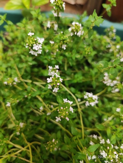 The image is a close-up, slightly blurred, overhead shot of a patch of blooming thyme plants. The thyme has small, delicate white flowers clustered at the tips of its green stems, which are interlaced. The leaves are small and oval-shaped. The overall color palette is dominated by various shades of green and white, with some hints of pink in the flower buds. The background is out of focus, showing hints of a green container and some blurred brown elements, likely indicating the plant is in a pot. A timestamp, "18.06.2026 12:58", is visible in the bottom right corner. The image does not contain any people, actions, or interactions. The setting appears to be a garden or patio. There is no information within the image to indicate a specific location in the city of Northampton, United Kingdom.