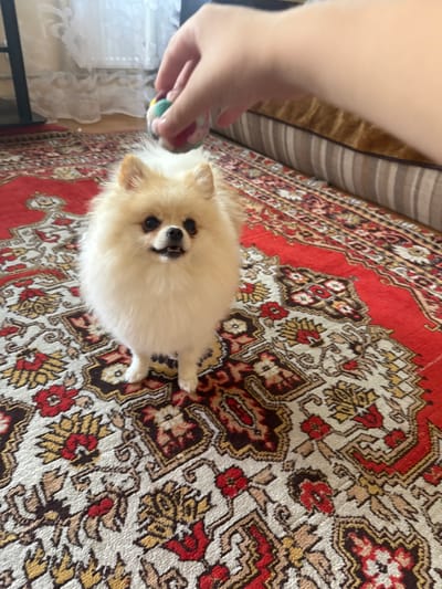 A person's hand holds a small, multi-colored ball over a fluffy, light-colored Pomeranian dog standing on a red Oriental rug. The dog is looking up at the ball with its mouth slightly open. The background shows a blurred view of a window with white curtains and a portion of a striped cushion. The scene appears to be indoors, likely a living room, and is not specifically located in Heniivka, Ukraine.