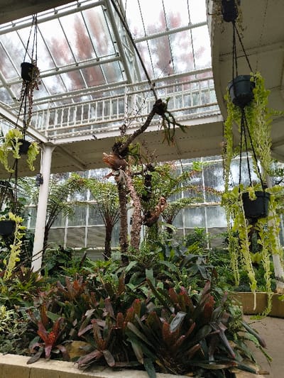 This image presents the interior of a lush greenhouse or conservatory, filled with a diverse collection of tropical and subtropical plants. The scene is brightly lit by natural light filtering through the glass roof and walls of the structure, suggesting it is daytime.
The main subjects are the numerous plants. Hanging baskets with light green, trailing foliage are suspended from the overhead framework. Below, a dense array of plants covers the ground and fills planter beds. Prominent among these are several bromeliads with striking red and green leaves. Various ferns and other broad-leaved plants contribute to the verdant undergrowth. Taller, tree-like plants with fibrous trunks, possibly tree ferns or palms, rise through the center of the frame, some hosting smaller epiphytic plants on their branches.
The setting is characterized by the architectural elements of the greenhouse: a sturdy white or light-colored metal framework supports the extensive glass panels that form the roof and visible walls. These panels show some patterns, possibly from condensation or reflections, hinting at the humid environment maintained for the plants.
No people are visible, and there is no specific activity taking place; the image captures a static display of botanical beauty. The overall atmosphere is one of tranquility and natural abundance. No discernible text is visible within the image. Given the context, this vibrant display of plants is located in Cimacan, Indonesia.