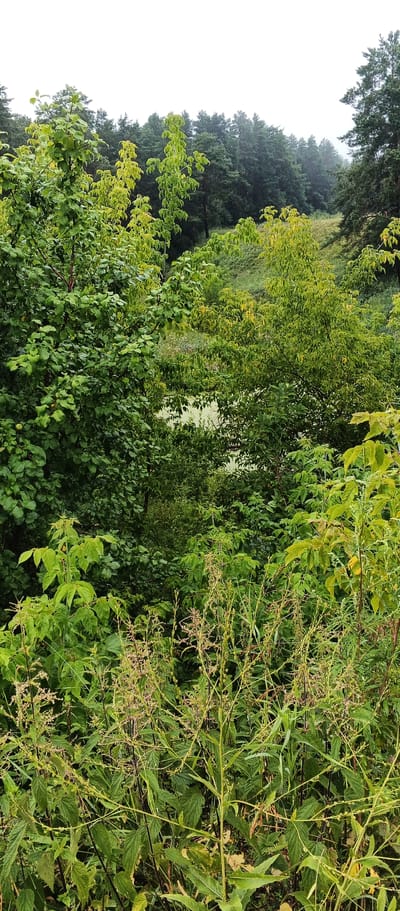 The image depicts a lush, overgrown natural environment with dense foliage. In the foreground, tall green plants with spiky seed heads dominate, interspersed with broad green leaves. Behind this, various trees and shrubs are visible, creating layers of green. Some trees have lighter green, almost yellow leaves, suggesting a change in season or species. In the mid-ground, a body of water with a pale green, possibly algae-covered surface is visible, surrounded by more greenery. Further in the background, a dense forest of coniferous and deciduous trees covers a sloping hill. The sky is overcast and white, indicating a cloudy or misty day. There are no people or man-made structures visible in the image. The scene appears to be a natural landscape in a rural or wilderness area.