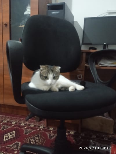 A white and grey cat is sitting on a black office chair. The cat is facing forward and looking down. The chair is in front of a wooden cabinet and a computer monitor. A red rug with a geometric pattern is on the floor. The timestamp "2026/6/10 00:17" is visible in the lower right corner of the image. This scene is likely an indoor domestic setting, possibly in an office or home, within the city of Khujayli, Uzbekistan.