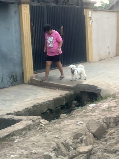 The image depicts an outdoor daytime scene in Egan, Nigeria, showing a person walking a white dog on a paved pathway. The person, an adult with dark hair, is wearing a bright pink t-shirt with "PINK OUT!" and other smaller, illegible text printed on it, along with black shorts and sandals. They are holding a leash connected to the white, fluffy dog, which is wearing a dark harness and stands a short distance ahead of them on the path.
To the left of the person and dog, there is a dark, corrugated metal gate or wall, possibly belonging to a building, with a distinct yellow trim along its base. To the right of the paved pathway, a concrete drainage ditch or open culvert runs parallel, filled with some debris. Beyond the ditch, the ground is rough, composed of dirt and scattered rocks. The lighting is diffused, suggesting an overcast day or indirect sunlight, with no harsh shadows visible. The overall scene reflects a common street or residential area environment in the region.