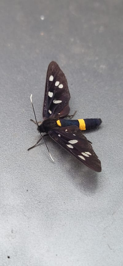The media file shows a close-up, top-down view of a dark-colored moth with white spots on its wings and a striped abdomen. The moth is positioned on a textured, grey surface, likely a table or floor. Its wings are spread open, revealing the pattern of white dots. The abdomen is segmented and prominently features bright yellow bands against a dark blue or black background. The moth's antennae are visible, one of which appears to have a white tip. The lighting suggests an indoor setting, and there is a subtle shadow cast by the moth. There is no visible text in the image. The location context is Tetianivka, Ukraine, though this detail cannot be inferred from the image itself. The activity is simply the moth resting or positioned on the surface.
