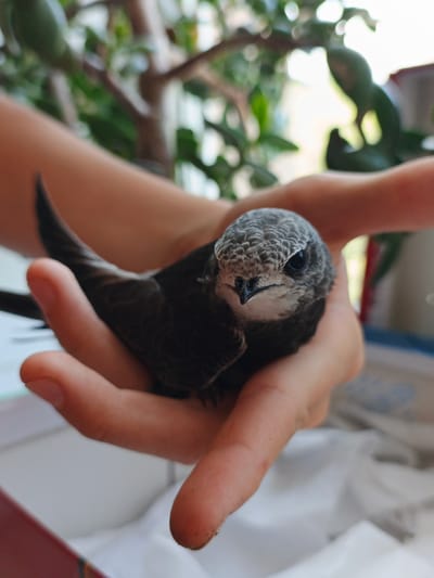 A close-up shot shows a person's hands cupping a small bird. The bird, with grey and white speckled plumage, is facing the camera with its dark eyes looking forward. Its beak is dark and pointed. The hands are gently holding the bird, supporting its body and wings. The background is blurred, showing hints of green foliage and a bright, possibly outdoor light source. The scene suggests a moment of care or rescue for the bird. The location in Zlatoust, Russia, is not discernible from the visual elements of the image.