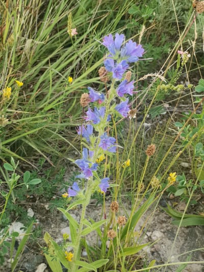 The image displays a close-up view of a tall, flowering plant with numerous vibrant purple blossoms and green foliage. The plant is situated in an outdoor environment characterized by a mix of tall grasses, smaller green plants, and dry, brown seed heads. The ground appears to be a mixture of soil, small stones, and gravel. The lighting suggests it is daytime, with natural light illuminating the scene. The image does not contain any people or urban elements, indicating a natural or wild setting. The specific location within the city of Kubina, Russia, is not discernible from the visual information provided.