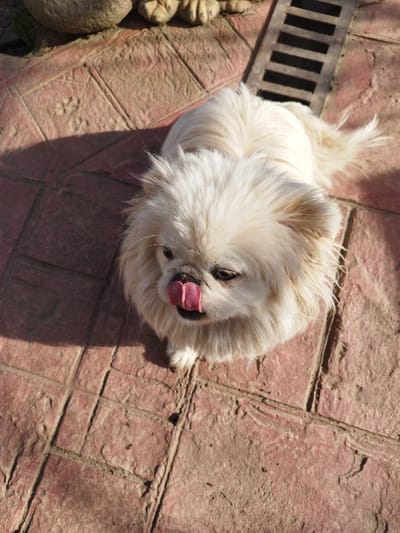 A cream-colored, long-haired dog, resembling a Pekingese, stands on a reddish-brown, textured paved surface in Rozovo, Bulgaria. The dog faces slightly left, with its pink tongue extended to lick its black nose. Direct sunlight casts sharp shadows, including a large shadow across the upper-left pavement and shadows from partially visible stone decorative elements in the upper-left background. A dark, rectangular drainage grate is present on the paved surface in the upper-right background. The paving consists of square or rectangular segments with visible grout lines and accumulated dirt.