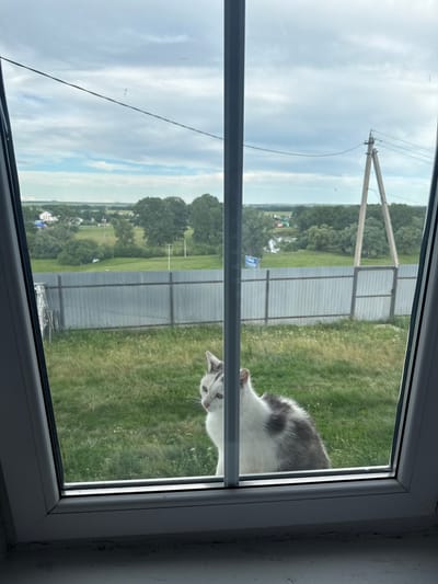 The image shows a domestic cat with white and grey fur looking out of a window. The cat's head and upper body are visible, and it appears to be curious and alert. The window looks out onto a rural landscape with a green, grassy field, trees, and a metal fence. In the distance, there are some buildings and a utility pole with wires. The sky is overcast, suggesting it might be a cloudy or slightly overcast day. The overall setting appears to be a residential area in Tuishevo, Russia. There is a blue sign visible on the fence in the distance with some text that is difficult to read. The image is captured from inside a room, looking out through a window frame.